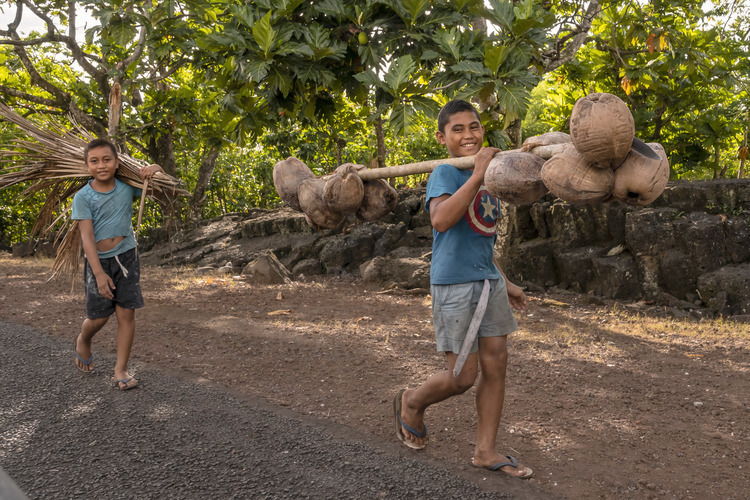 Iles Samoa (anciennes Samoa occidentales) - Ile de Savaï : Récolte et transport pedestre de noix de coco, sur la route nord de l'île. A raison d'environ 1 kg 1/2 par noix de coco, le poids transporté par ce garçon est d'environ 15 kg. // Samoa Islands (former Western Samoa) - Savai Island: Harvest and pedestrian transport of coconuts, on the northern route of the island. At a rate of approximately 1 1/2 kg per coconut, the weight carried by this boy is approximately 15 kg.