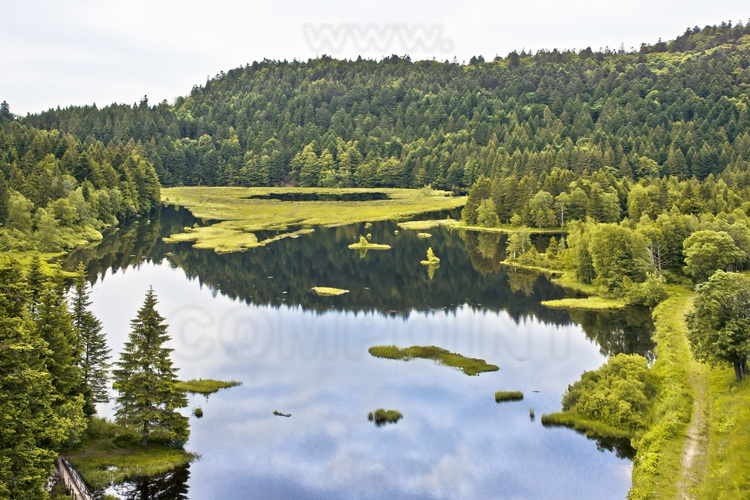 Grand Est - Vosges (88) : Rivages d’un lac canadien ? Lac de Lispach. Situé au pied du Hohneck, le Lac de Lispach, d'origine glaciaire, est entourée d’une belle forêt de conifères. Tourbière lacustre d'une superficie de 10 hectares, il se situe à une altitude de 900 mètres. Les passionnés de nature seront comblés par cette tourbière vraiment superbe, la faune et la flore étant très diversifiée. On peut faire le tour du lac à pied ou en raquette grâce à un sentier très bien aménagé : des panneaux d’informations sont mis en place pour répondre aux questions sur l’histoire de cette tourbière. La pêche y est autorisée (mais pas la baignade, ni les sports nautiques). // France - Grand Est - Vosges (88): Shores of a Canadian lake ? Lispach Lake. Located at the foot of the Hohneck, the Lispach Lake, of glacial origin, is surrounded by a beautiful coniferous forest. Lake bog with an area of 10 hectares, it is located at an altitude of 900 meters. Nature lovers will be delighted by this truly superb bog, the flora and fauna being very diverse. You can go around the lake on foot or on a snowshoe thanks to a very well-laid out path: information panels are set up to answer questions about the history of this bog. Fishing is allowed (but not swimming, nor water sports).