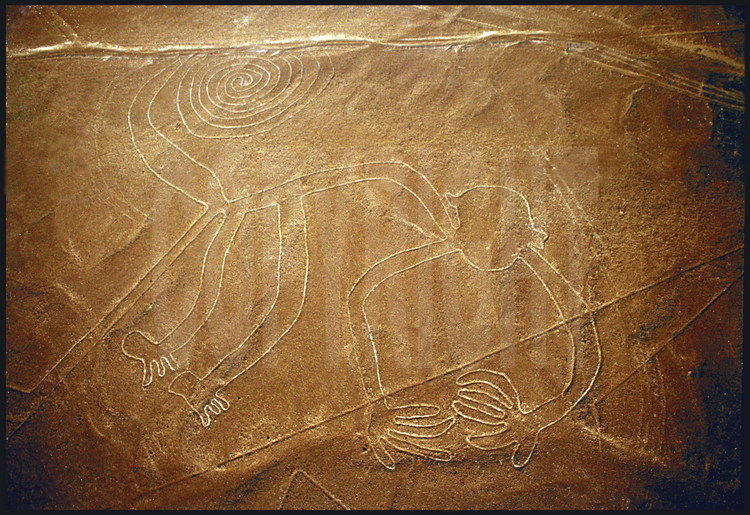 Pampa Jumana, région de Nazca, Pérou.
Géoglyphe mesurant 93 mètres de large et 58 mètres de haut réalisé au 4ème siècle de notre ère. Il représente un singe à neuf doigts, animal-dieu de la civilisation Nazca. En s’adaptant à la géologie très particulière du terrain, les Nazcas désiraient probablement satisfaire leurs animaux-dieux en leur proposant une représentation graphique d’eux-mêmes. Dessins que l’on retrouve sur les tissus et les céramiques découverts sur les fouilles archéologiques du centre religieux de Cahuachi (voir plus loin).