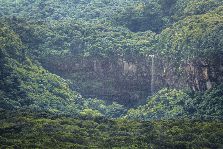 Japon - Yaeyama Islands - Okinawa - Iriomote Island : protégée au sein d'un parc naturel national, la forêt primaire de l'île comprend plusieurs cascades et arbres spectaculaires.