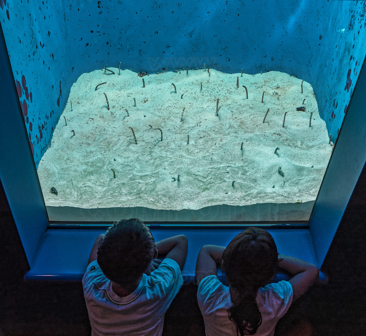 Japon - Okinawa Island - Parc Motobu : inauguré en 2002, l'aquarium de Churaumi est le deuxième plus grand aquarium au monde.