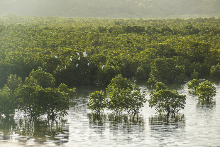 Japon - Yaeyama Islands - Okinawa - Iriomote Island : forêt de mangroves de lond de la rivière Miyara.
