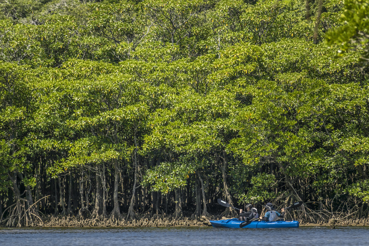 Japon - Yaeyama Islands - Okinawa - Iriomote Island - remontée en canoé de la rivière Uraushi, bordée d'une forêt primaire de mangroves.
