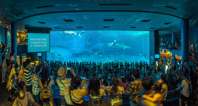 Japon - Okinawa Island - Parc Motobu : inauguré en 2002, l'aquarium de Churaumi est le deuxième plus grand aquarium au monde et le seul à présenter plusieurs requins-baleines réunis dans un même bassin de 7 500 m².