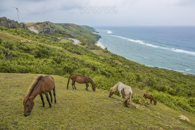 Japon - Yaeyama Islands - Yonaguni Island : sur le site d'Arishi, à la pointe Est de l'île. Ici vit en liberté le Yonaguni Uma (littéralement cheval de Yonaguni), une race de petit cheval japonaise présumée ancienne, propre à l'île de Yonaguni.