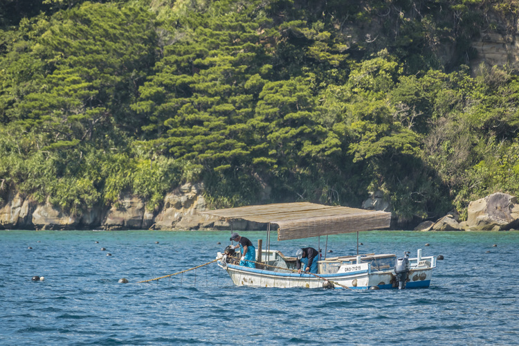 Japon - Yaeyama Islands - Okinawa - Iriomote Island : Ferme perlière de Funauki, lieu d'élevage de la fameuse perle noire du Japon.