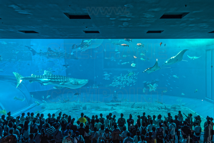 Japon - Okinawa Island - Parc Motobu : inauguré en 2002, l'aquarium de Churaumi est le deuxième plus grand aquarium au monde et le seul à présenter plusieurs requins-baleines réunis dans un même bassin de 7 500 m².