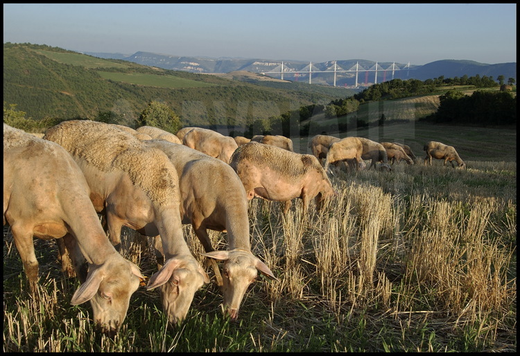 Le viaduc vu depuis le Causse Rouge (rive nord). L’élevage d’ovins est une activité agricole prépondérante dans la région. Le fromage de Roquefort est fabriqué avec le lait des brebis des bergers locaux.