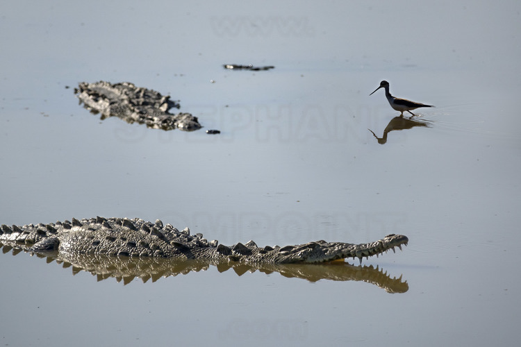 Jour 5 - San Blas : Mirador de las Aves, avec vue sur le marais, les crocodiles et de nombreuses espèces d'oiseaux.