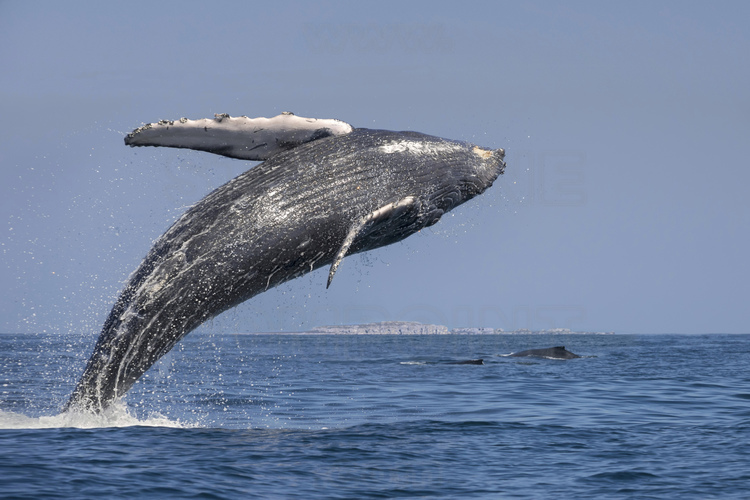 Jour 3 - Observation des baleines à bosses dans la Bahia de Banderas (à environ 20 miles nautiques à l'ouest de Puerto Vallarta). En arrière plan, un couple de baleines et le parc national des Iles Marietas.