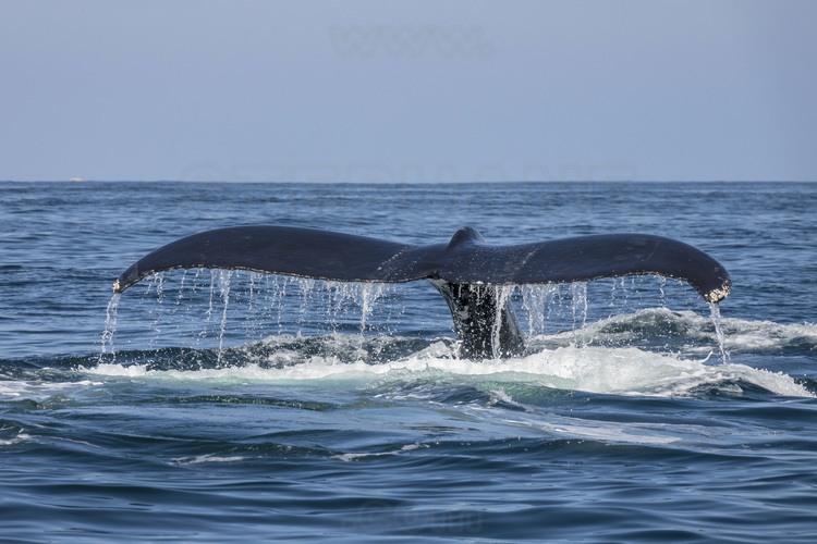 Jour 3 - Observation des baleines à bosses dans la Bahia de Banderas (à environ 20 miles nautiques à l'ouest de Puerto Vallarta)