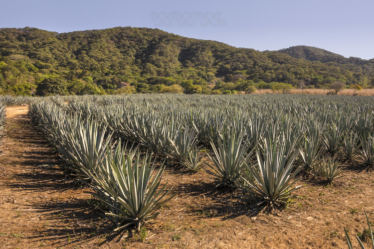 Jour 2 - Sur la route des distilleries de tequila : champ d'agaves, plante dont la racine sert à l'élaboration de la tequila.