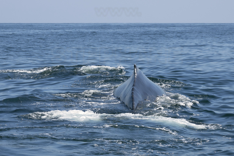 Jour 3 - Observation des baleines à bosses dans la Bahia de Banderas (à environ 20 miles nautiques à l'ouest de Puerto Vallarta)