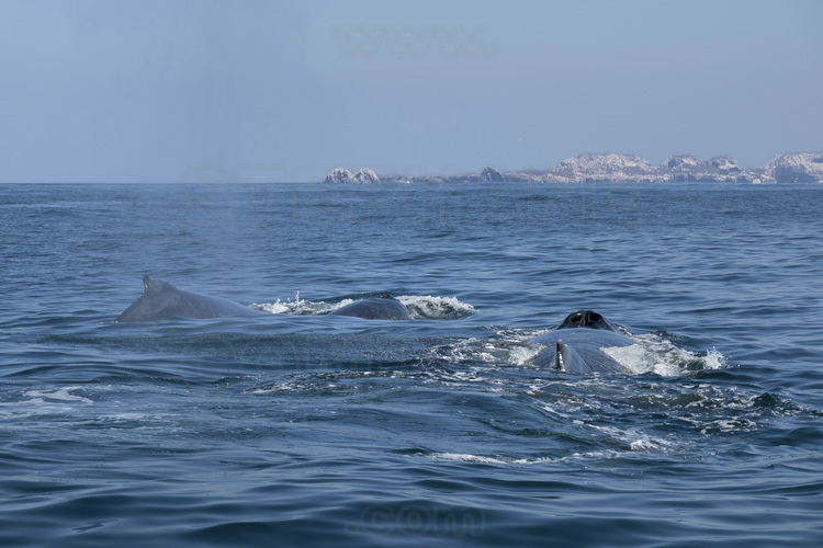 Jour 3 - Observation des baleines à bossee dans la Bahia de Banderas (à environ 20 miles nautiques à l'ouest de Puerto Vallarta) : un couple d'adultes; En arrière plan, le parc national des Iles Marietas.