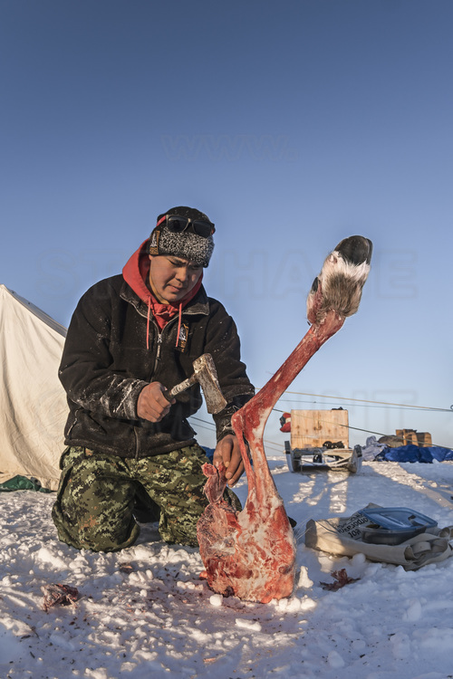 Canada - Etat du Nunavut - Opération Nunalivut 2018 - Environs de Cambridge Bay -  Camp de survie n° 1 : Comme ici Ryan Anagohlok, les rangers emportent toujours une cuisse de caribou congelé qui leur permet de tenir plusieurs jours en autonomie en cas de probleme mécanique ou de météo dégradée (blizzard). // Canada - State of Nunavut - Operation NUNALIVUT 2018 - Surroundings of Cambridge Bay - Survival Camp # 1: As here Ryan Anagohlok, the rangers always carry a frozen caribou leg that allows them to stand for several days independently in case of a mechanical problem or degraded weather (blizzard).